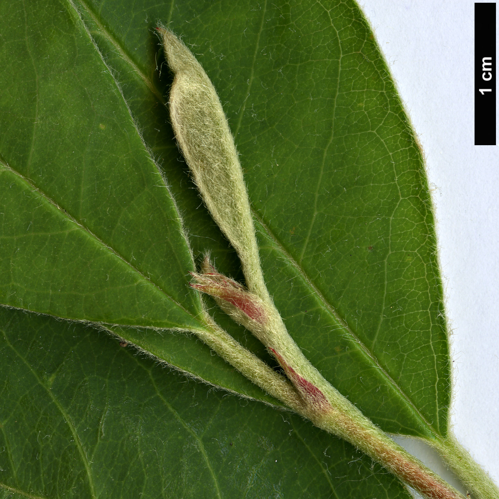High resolution image: Family: Rosaceae - Genus: Cotoneaster - Taxon: arbusculus High resolution image: Family: Rosaceae - Genus: Cotoneaster - Taxon: arbusculus